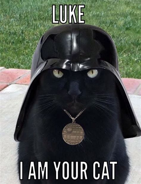 Darth Vader black cat | Cute animal memes, Funny cat memes, Animal jokes