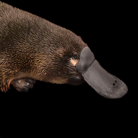 The Platypus: Sensing the Body Electric | NeuWrite San Diego