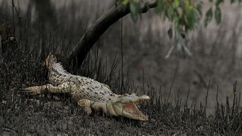 Saltwater Crocodile: Dragons of the Sundarbans |RoundGlass |Sustain