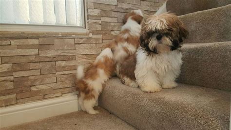 8 Week Old Shih Tzu Puppy Care