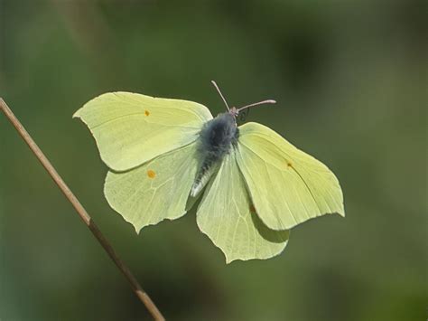 brimstone-male – Butterflies of Northumberland