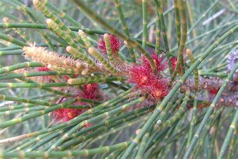 Casuarina glauca