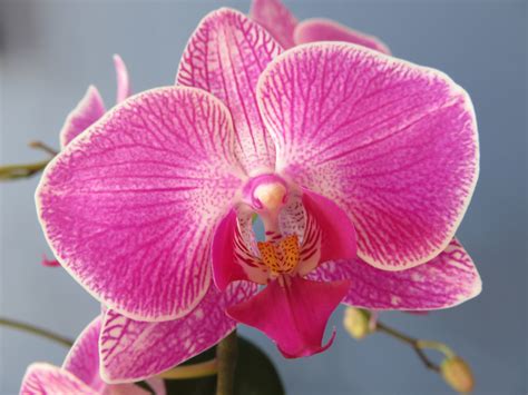 Your orchid is just resting | Espoma Organic