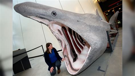 Video: ‘SharkCam’ Captures Lives of Basking Sharks in Scottish Waters