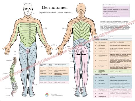 Dermatomas Myotomes y DTR Sistema Nervioso Poster 18 X 24 - Etsy México