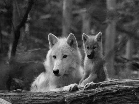 Wolf Family - Amazing Wolves Photo (36922879) - Fanpop