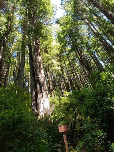 Trees of Mystery California Stock Image - Image of california, redwoods ...