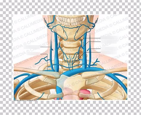 Jugular vein Diagram | Quizlet