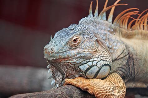 Pet Reptile Lizard Royalty-Free Stock Photo