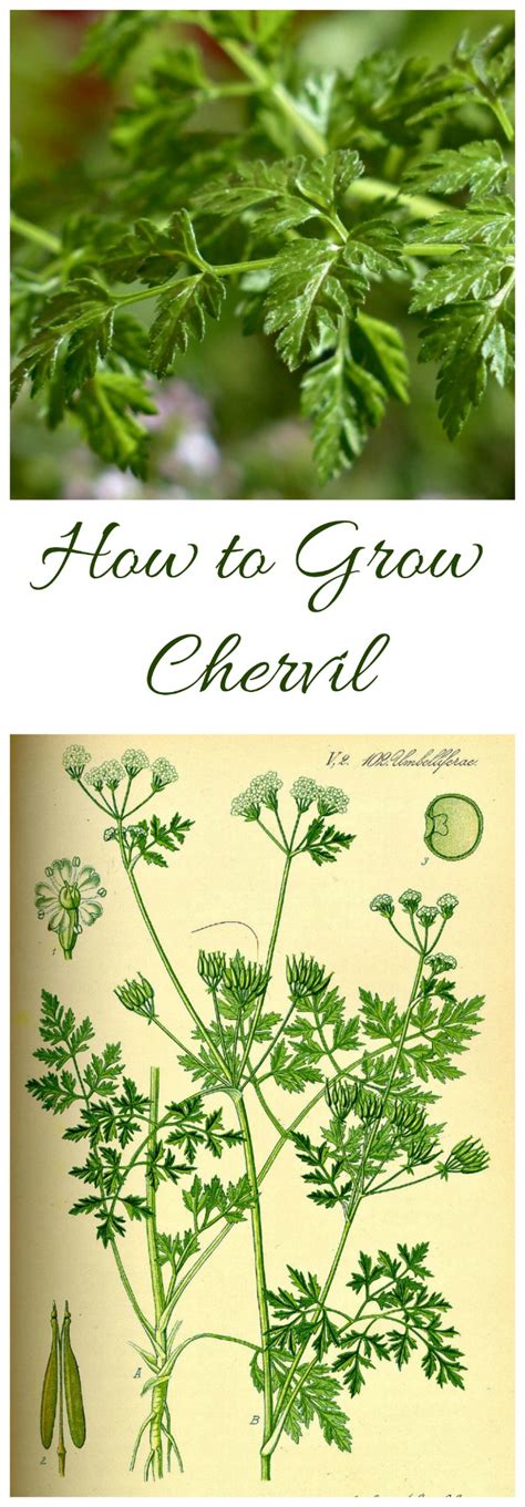 Growing Chervil - How to Grow Chervil Herb (And Some Substitutes!)