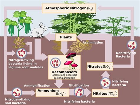 The Path of Nitrogen through its Biogeochemical Cycle | Biology Dictionary