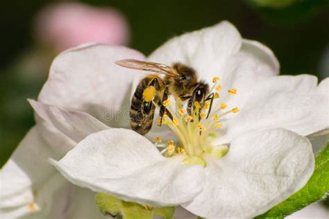 Honey Bee, Pollination Process Stock Image - Image of nature, micro ...