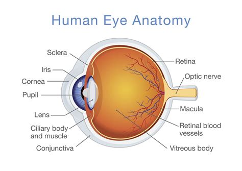 Eye Diagram And Its Functions Eyes: How They Work, Anatomy