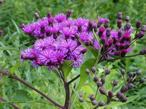 Ironweed Vernonia Fasciculata 200 Seeds