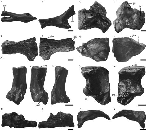 Fossils identified as cyprinids. A and B, IVPP V 16933.1 urohyal; C and ...