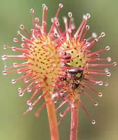 All About the Sundew Plant