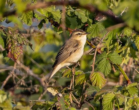 Sedge Warbler Old World - Free photo on Pixabay