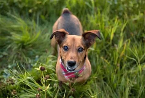 Dachshund Terrier Mix: Personality, Health Issues, Shedding