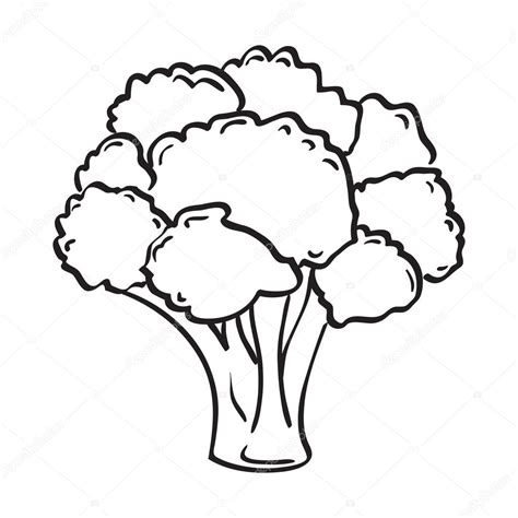 Broccoli Drawing at GetDrawings | Free download