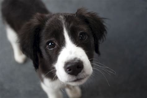 Border Collie Puppies, Photos, Breed Information, Training