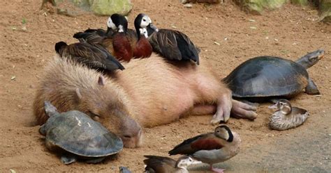 Suzy's Animals of the World Blog: THE CAPYBARA