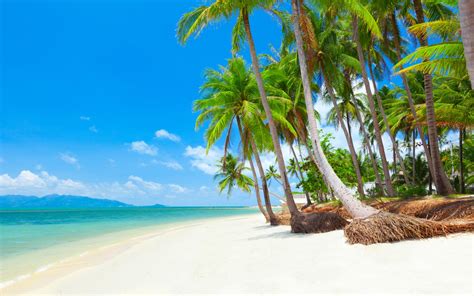 Koh Samui Thailand Tropical Beach With Coconut Palm Trees 38400x2400 ...