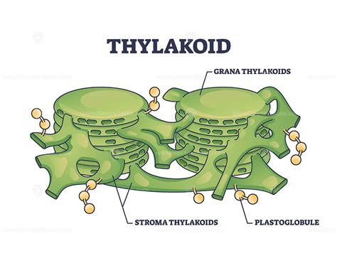 Thylakoid membrane bound chloroplast compartments structure outline ...