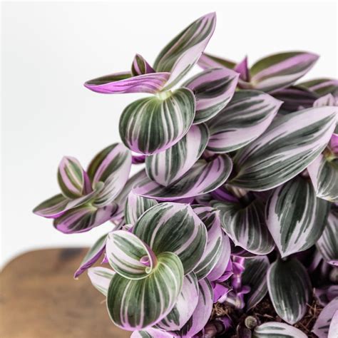 Pink Plant | Tradescantia Nanouk | Leaf Envy | Plants, House plants ...