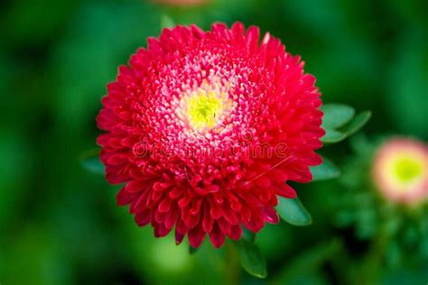 Red aster stock image. Image of stems, grass, nature - 11092879