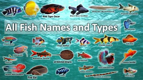 Types Of Fishes