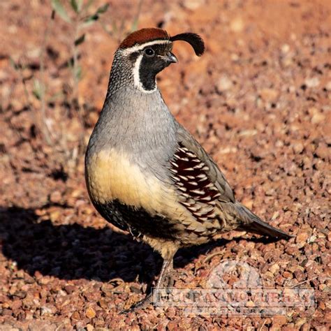 Murray McMurray Hatchery - Gambel Quail