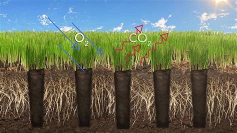 How to Aerate Your Lawn? – The Housing Forum