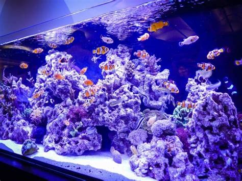 How To Aquascape A Reef Tank | Tips And Tricks