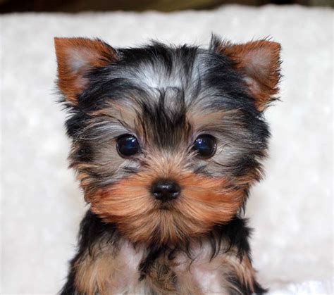 Micro Teacup Yorkie Puppy for sale! | iHeartTeacups