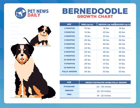 Bernedoodle Growth Chart: How Big Will Your Bernedoodle Get? - Pet News ...