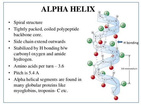 What are the Secondary Structure of Proteins?