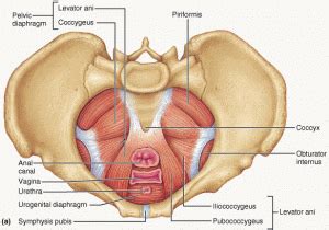 The Significance of Pelvic Floor Muscle Dysfunction