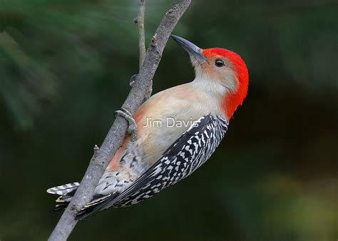 "Male Red Bellied Woodpecker" by Jim Davis | Redbubble