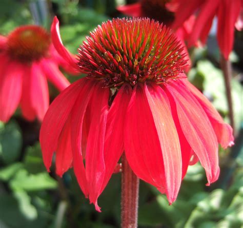 Echinacea purpurea 'Red Rocket' | Shop Echinacea Proctors Nursery