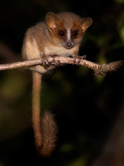 Golden Brown Mouse Lemur, Ankarafantsika National Park, Madagascar ...