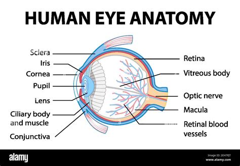 Diagram of human eye anatomy with label illustration Stock Vector Image ...