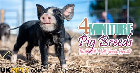 4 Miniature Pig Pet Breeds That Will Melt Your Heart | UK Pets