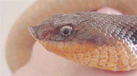 Our mildly venomous neighbor, the Hognose snake | NCPR News