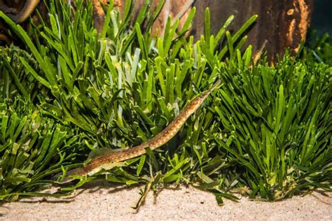 Pipefish: A Complete Care Guide For This Species