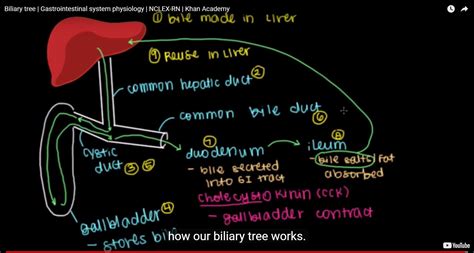 Biliary Tree Bile Duct Anatomy