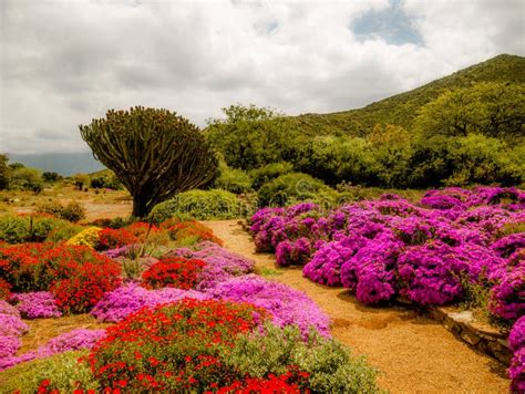 Indigenous Plants Flora Western Cape South Africa Stock Photo - Image ...