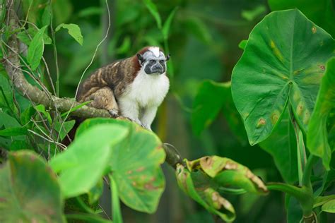 The Wildlife of Panama — PhotoWILD Workshhops