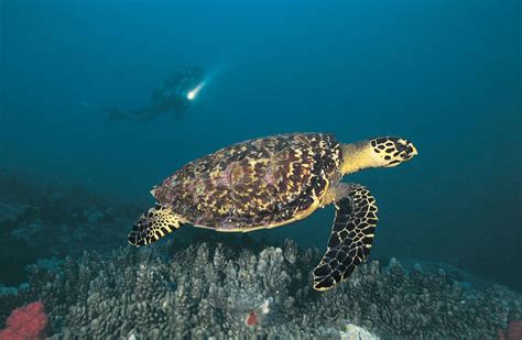 Sea turtle | Description, Species, Habitat, & Facts | Britannica