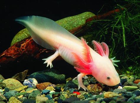 FACTS ABOUT AXOLOTL, THE MEXICAN SALAMANDER - HubPages