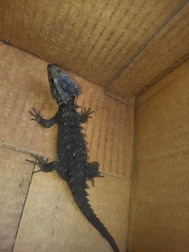 Spiny Skink (Tribolonotus novaeguineae) · iNaturalist United Kingdom